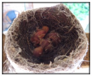 Newly hatched babies (day olds)