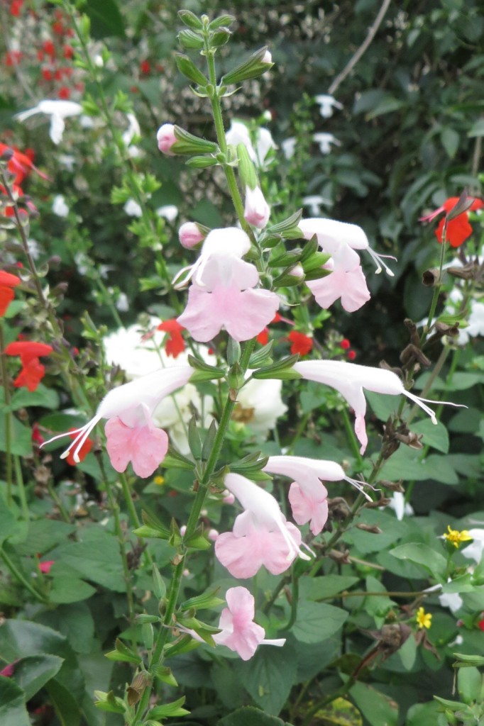 I love the suble colour of this Salvia