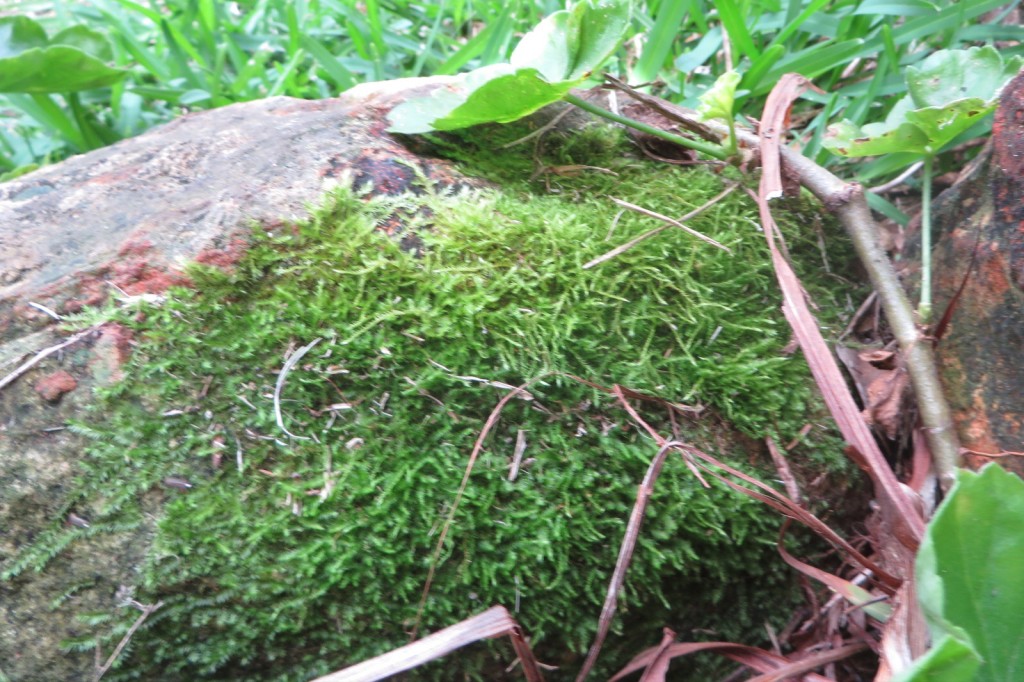 Moss on a rock on the garden edge